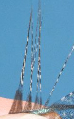 Fibern aufstellen