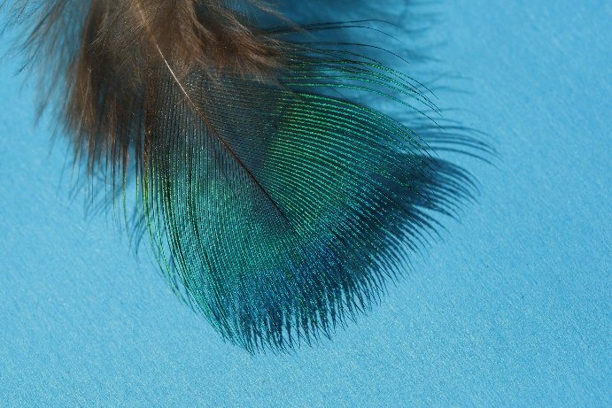 Pfau K�rperfeder
