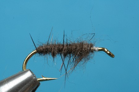 Nutria verdrillt
