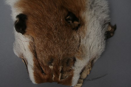 Rotfuchs Kopf