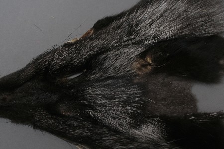 Silberfuchs Kopf
