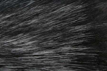 Silberfuchs Struktur