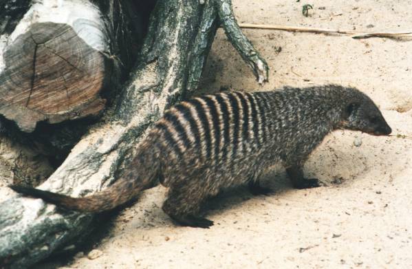 Zebramanguste (Quelle Zoo Berlin - Wikipedia)