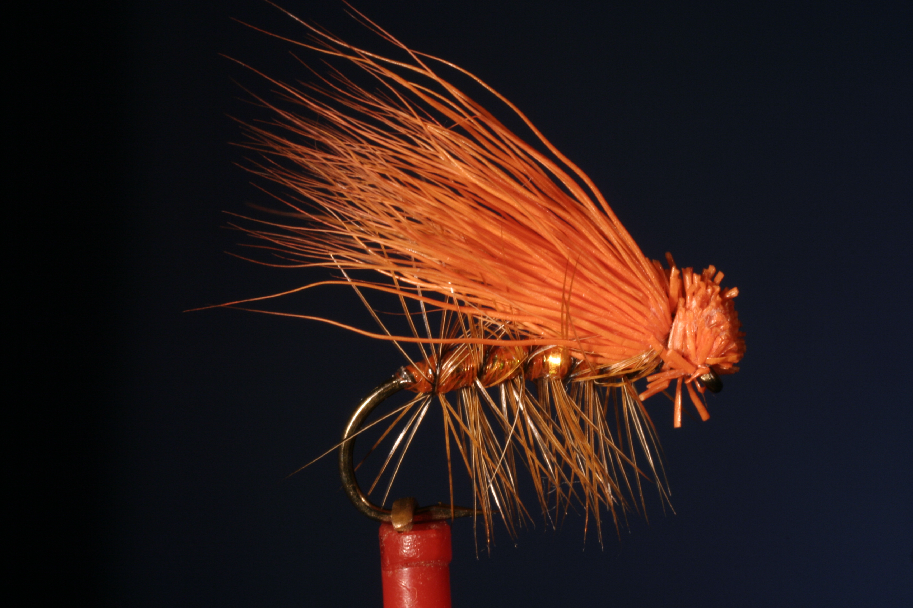 Orange Signal Sedge