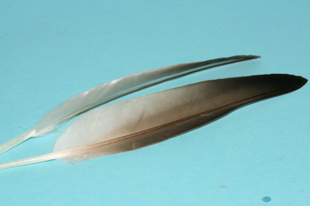 Entenfedern-1