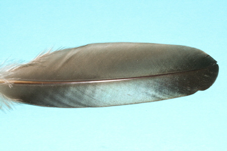 Entenfedern-2