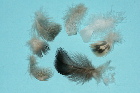 Entenfedern-3