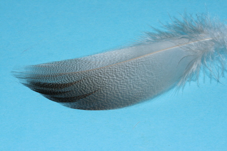 Mallard Bronce