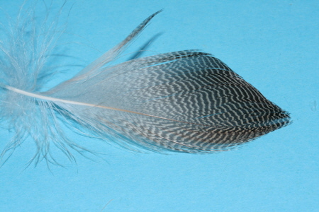 Gadwall