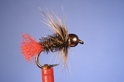 Goldkopf Red Tag mit Hennenhechel