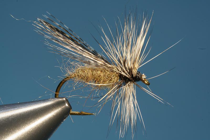Sedge mit Coq de Leon Schwinge